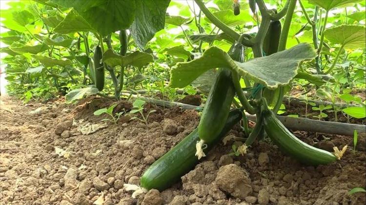 Salatalıkların çıtır çıtır kalmasını sağlıyor Yumuşama ve bozulma derdine son veren yöntem