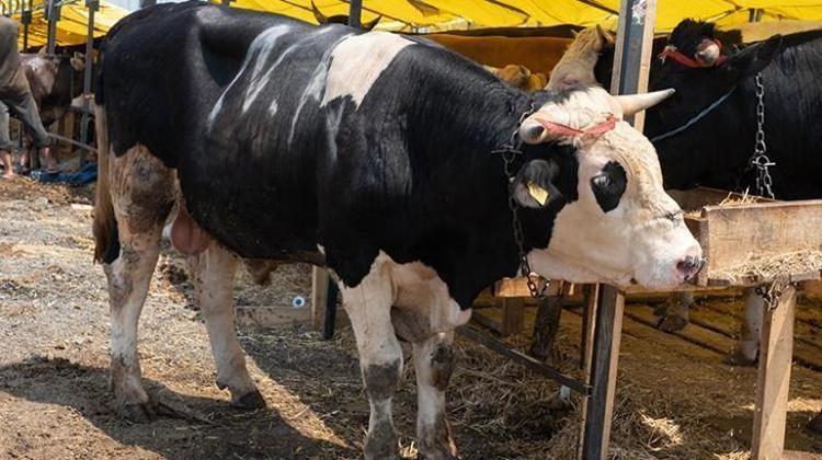 2026 KURBAN FİYATLARI CANLI KİLO BÜYÜKBAŞ-KÜÇÜKBAŞ |2026 koyun, keçi, küçükbaş, dana, tosun, büyükbaş kurbanlık fiyatları kaç TL, ne kadar Diyanet ve Kızılay vekaletle kurban kesim bedelleri 2026
