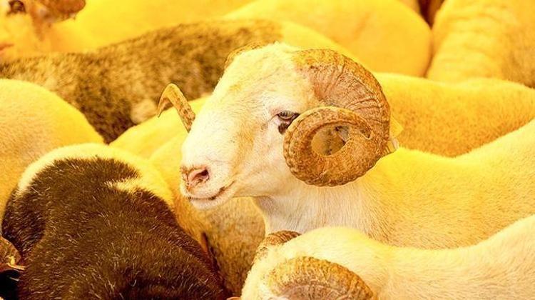 BÜYÜKBAŞ VE KÜÇÜKBAŞ KURBAN FİYAT ARALIKLARI VE HİSSE BEDELLERİ