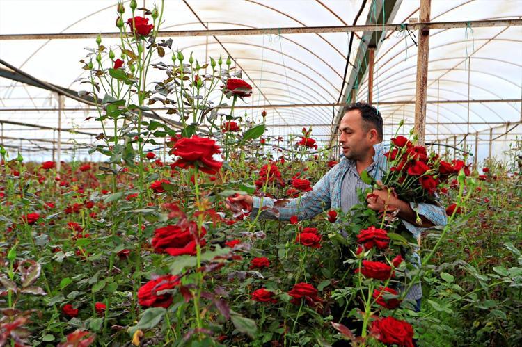 Talep var ama kazanç yok Aradaki fark dudak uçuklattı: Serada 10, vitrinde 200 TL