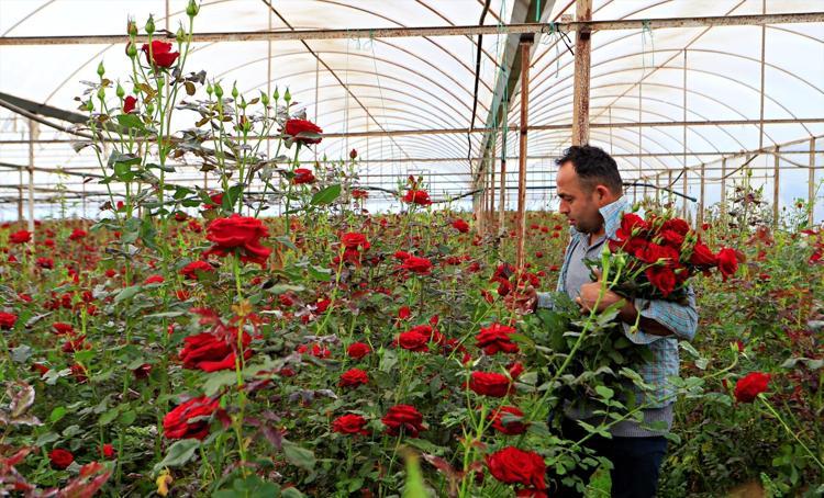 Talep var ama kazanç yok Aradaki fark dudak uçuklattı: Serada 10, vitrinde 200 TL