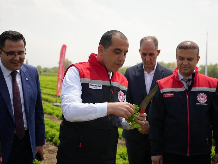 Iğdırda sezonun ilk hasadı yapıldı Dünyanın en sağlıklı yeşilliği