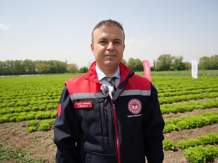 Iğdırda sezonun ilk hasadı yapıldı Dünyanın en sağlıklı yeşilliği
