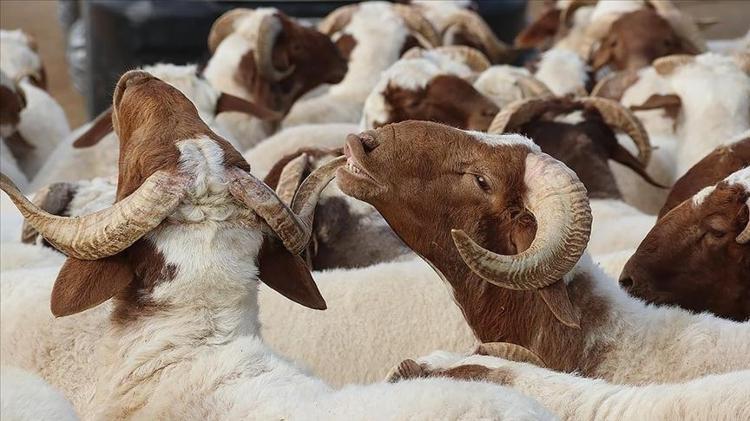 KURBAN KİMLERE DÜŞER Kurban kesmek farz mı, vacip mi Kimler kurban kesmek zorunda