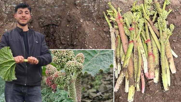Kimileri yayla muzu diyor kimileri ışgın Kilosu 100 TLden başlıyor: Zorlu arazi şartlarında toplanıyor