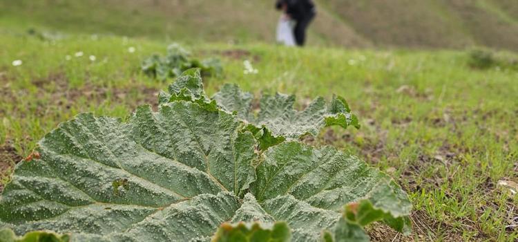 YAYLA MUZUNU TOPLAMAK İÇİN DAĞLARA ÇIKIYORLAR