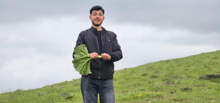 Kimileri yayla muzu diyor kimileri ışgın Kilosu 100 TLden başlıyor: Zorlu arazi şartlarında toplanıyor