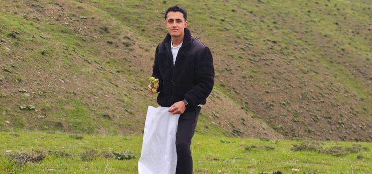 Kimileri yayla muzu diyor kimileri ışgın Kilosu 100 TLden başlıyor: Zorlu arazi şartlarında toplanıyor