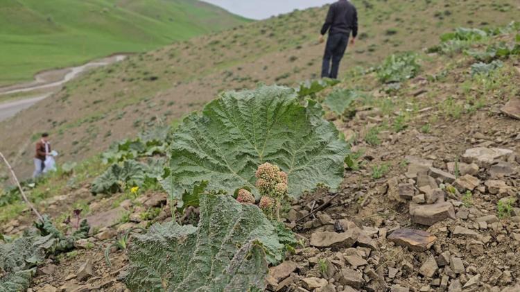 Kimileri yayla muzu diyor kimileri ışgın Kilosu 100 TLden başlıyor: Zorlu arazi şartlarında toplanıyor