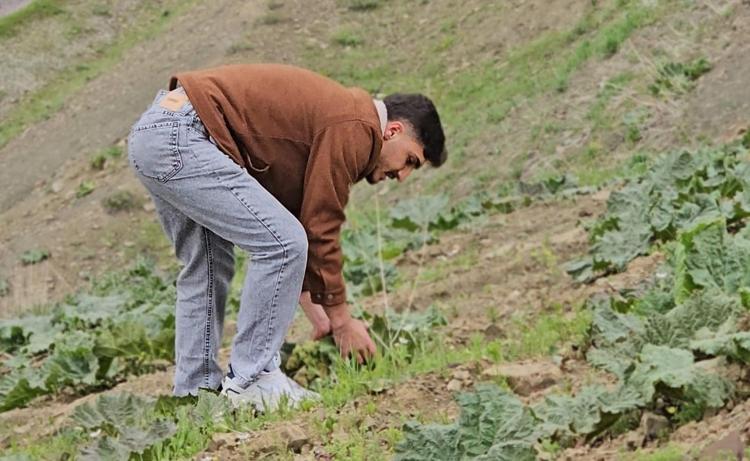 Kimileri yayla muzu diyor kimileri ışgın Kilosu 100 TLden başlıyor: Zorlu arazi şartlarında toplanıyor
