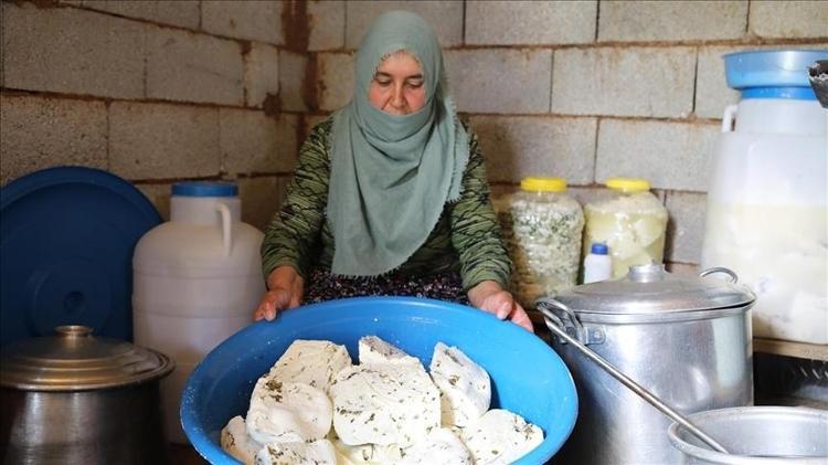 Van kahvaltısının favori lezzeti 20 farklı bitkiyle hazırlanıyor, en sağlıklı peynirler arasında