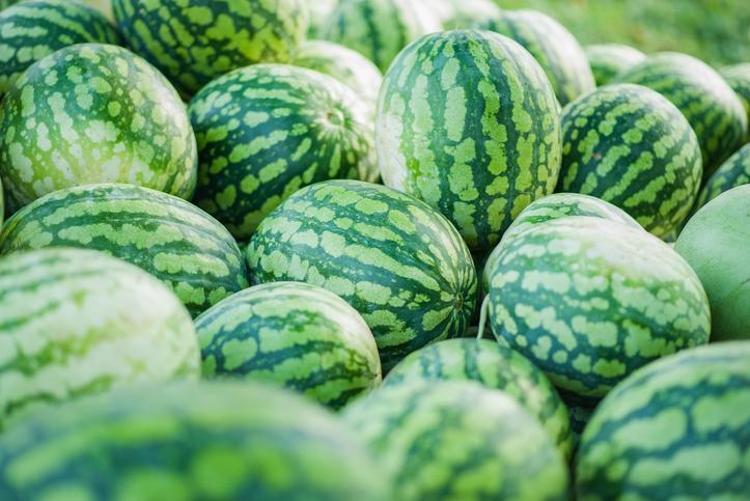 Sadece 3 dakikada mükemmel karpuz kesmenin sırrı Küp küp ve lokmalık oluyor