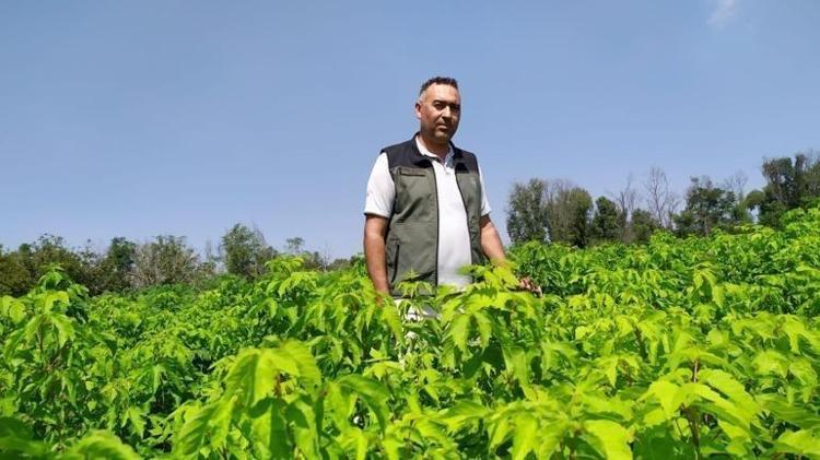 Marketten deterjan almaya son Doğanın ürettiği en güçlü temizlik maddesi Türkiyede keşfedildi