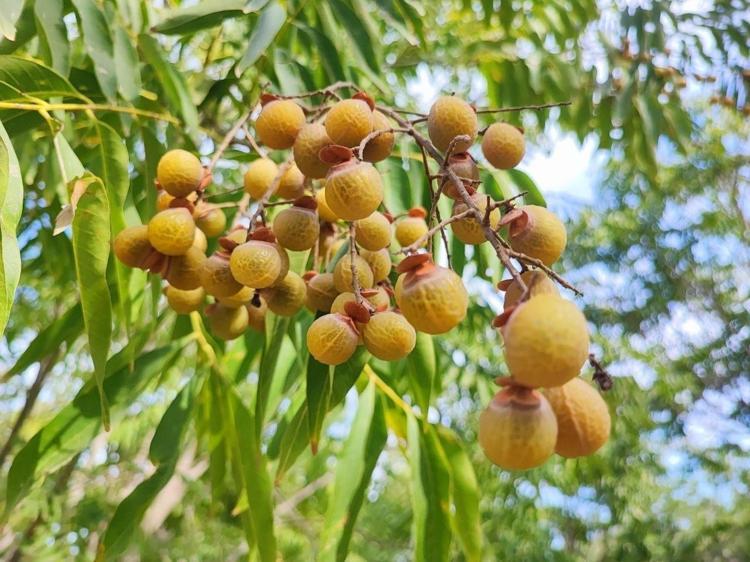 Marketten deterjan almaya son Doğanın ürettiği en güçlü temizlik maddesi Türkiyede keşfedildi