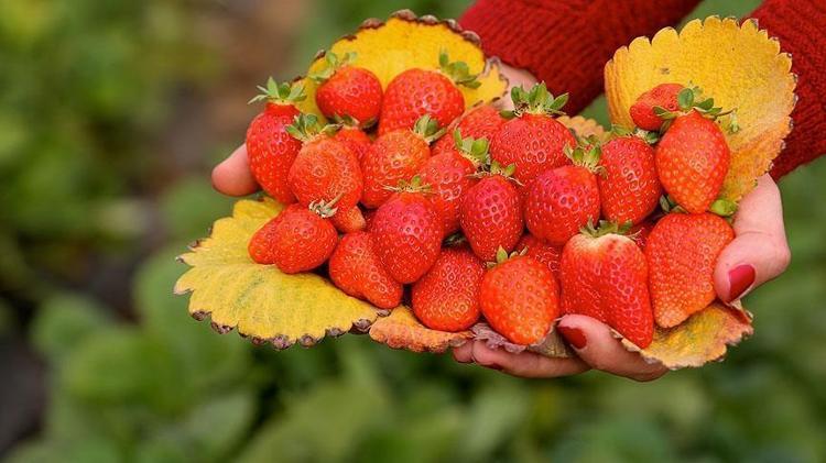 Çilek yemeden önce iki kez düşünün Bu detaya dikkat etmeyen pişman oluyor