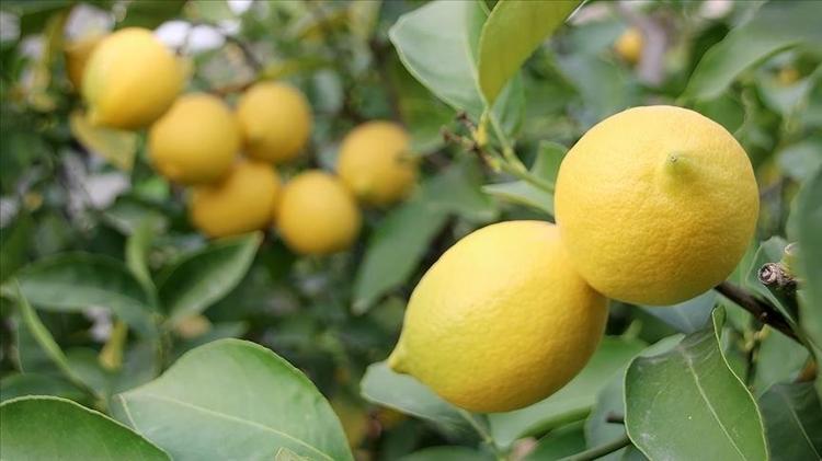 Limonun kalitelisi bakın nasıl anlaşılıyor Meğer işin sırrı bu detayda gizliymiş