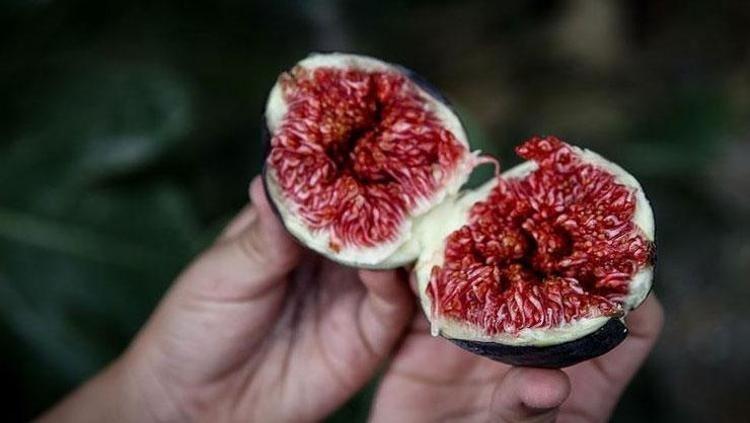 Sakın şaşırmayın İncirin içindeki o detay aslında doğal bir mucize: İşte gerçek nedeni