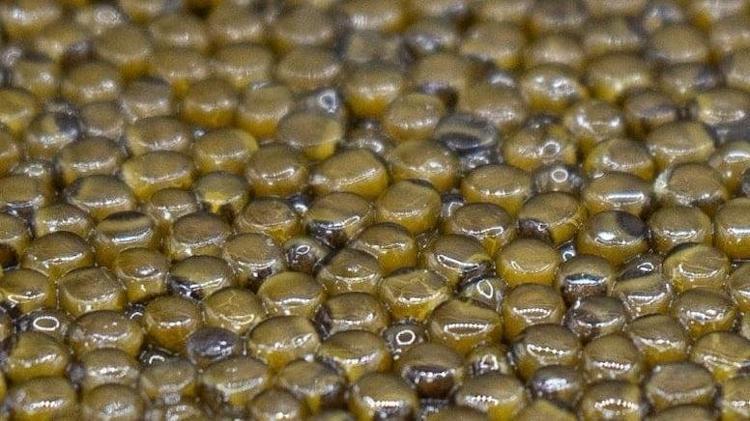 Zengin sofralarının vazgeçilmeziydi, şimdi tüm dünya Türkiyeden isteyecek İhracat rekoruna koşuyor