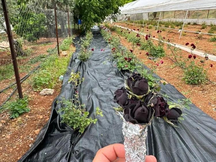 KESME ÇİÇEKÇİLİKTE YENİ DÖNEM