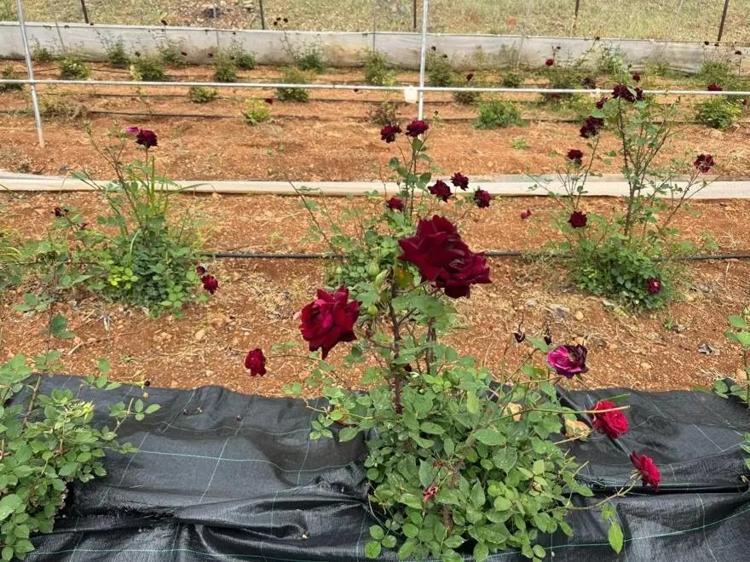 Şanlıurfada hasat başladı: Kilometrelerce öteden görmeye geliyorlar O mucize bitki için dünya sıraya girdi