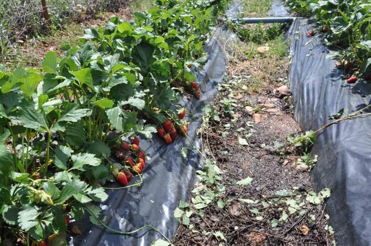 400 AİLE İÇİN EKMEK KAPISI
