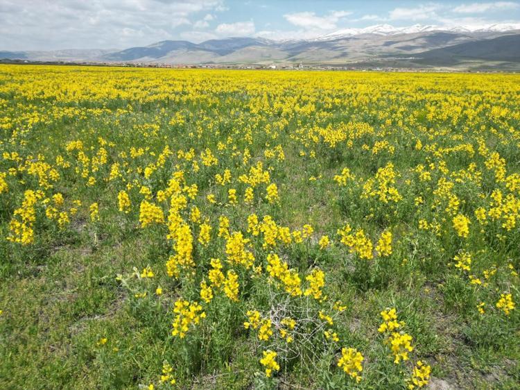 Doğada görürseniz sakın koparmayın Cezası dudak uçuklatıyor