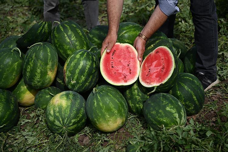 Karpuz seçerken sapına değil yanındaki sarı lekeye bakın Meğer en tatlısını seçmenin tek yolu oymuş