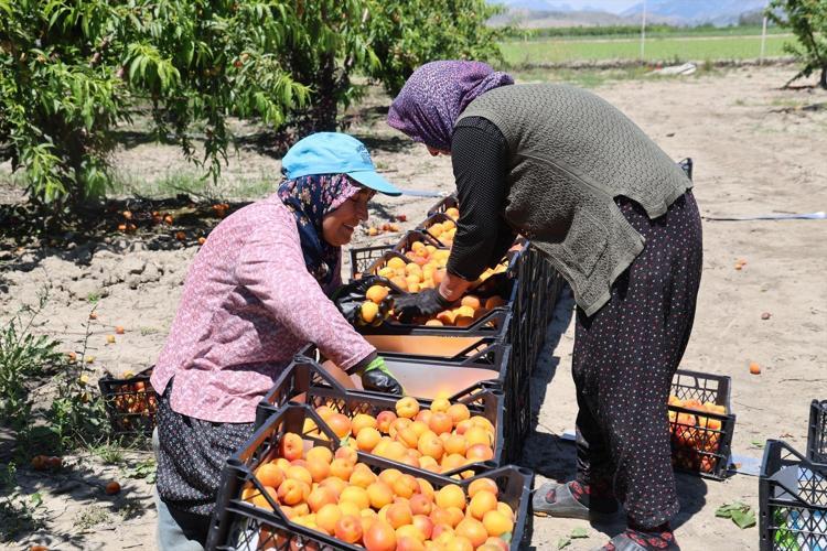Çukurovanın bereketli topraklarından fışkırıyor Kilogramı 60 TLden başlıyor: Akın akın gelip tek tek topluyorlar