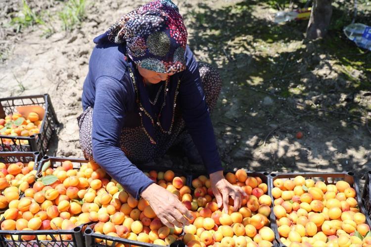 Çukurovanın bereketli topraklarından fışkırıyor Kilogramı 60 TLden başlıyor: Akın akın gelip tek tek topluyorlar
