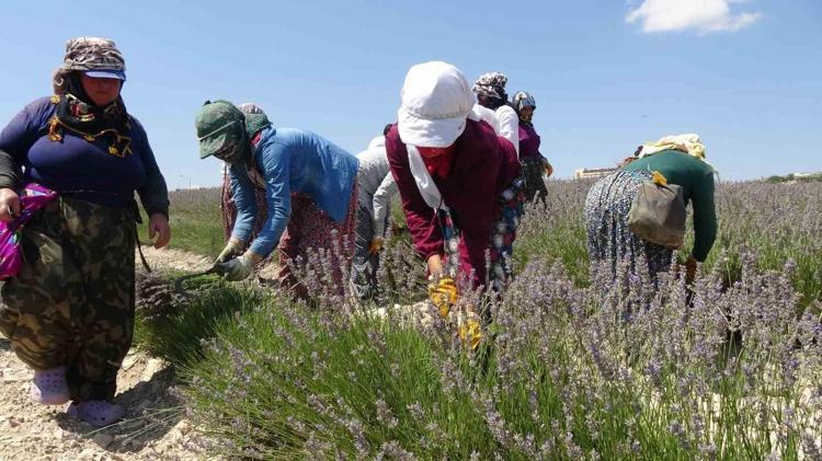 Bahçesi olan köşeyi dönüyor: Türkiye’nin yeni mor altını oldu Metrekaresinden servet akıyor