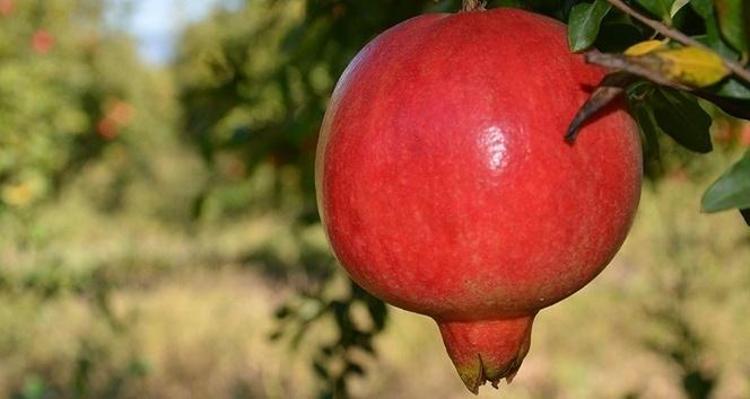 Kalbinizin yeni koruma kalkanı: Her gün bir bardak içmek yetiyor, damarları saat gibi çalıştırıyor