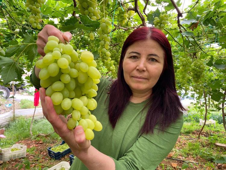 İşçiliği az ama getirisi çok Siyah İncinin hasadı başladı: Kilo kilo satılıyor