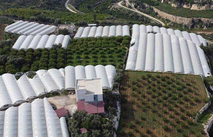 İşçiliği az ama getirisi çok Siyah İncinin hasadı başladı: Kilo kilo satılıyor