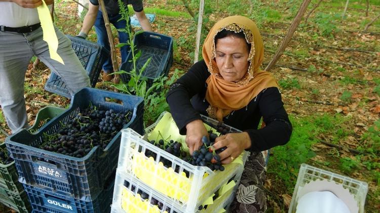 İşçiliği az ama getirisi çok Siyah İncinin hasadı başladı: Kilo kilo satılıyor