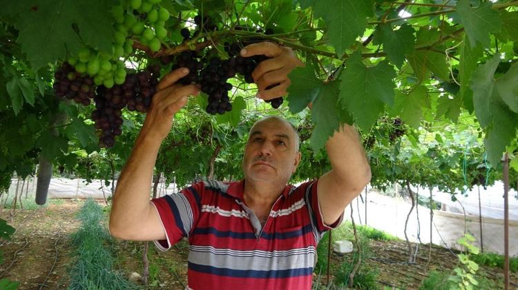 İşçiliği az ama getirisi çok Siyah İncinin hasadı başladı: Kilo kilo satılıyor