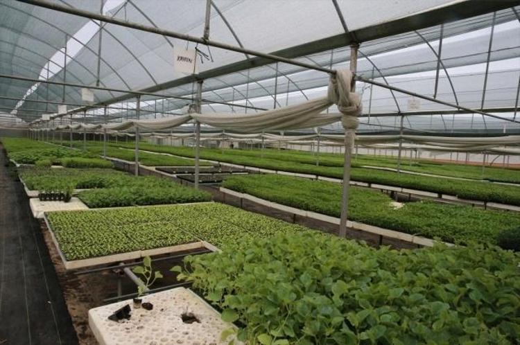 Emekli maaşı yetmeyince hobi diye başladılar: Şimdi 30 İle mal yetiştiremiyorlar