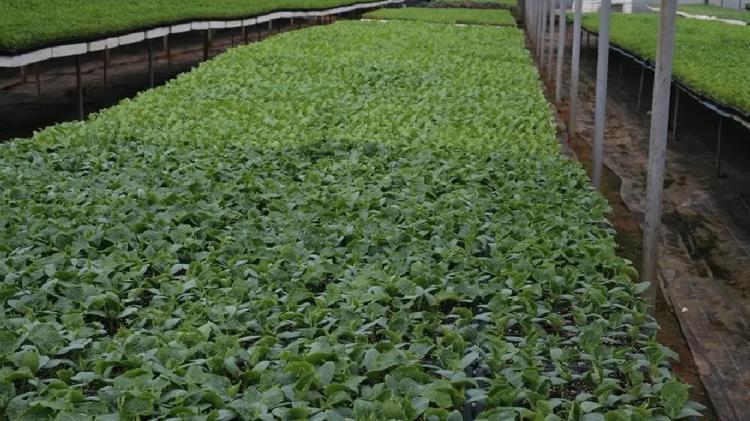 30 ŞEHRE TOKAT’TAN FİDE GÖNDERİLİYOR
