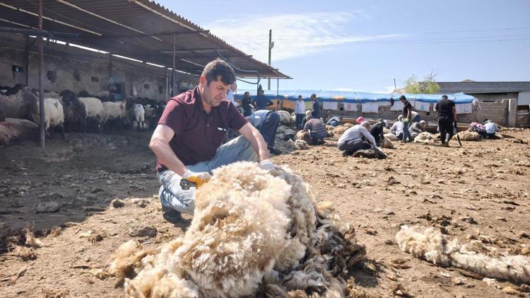 Cudi eteklerinde “Cevezi” bereketi Sabah başladıkları mesai saatlerce sürüyor, herkes işin içine dahil oluyor