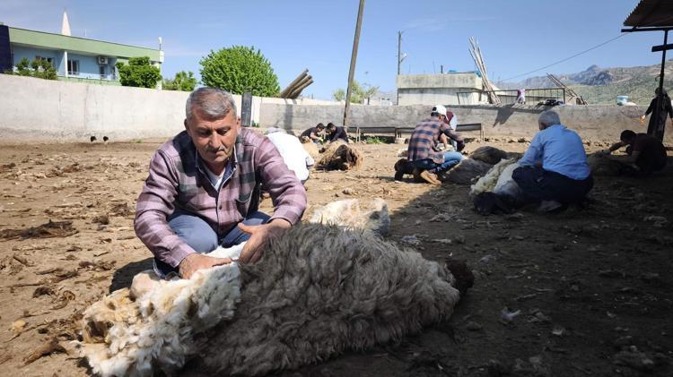 Cudi eteklerinde “Cevezi” bereketi Sabah başladıkları mesai saatlerce sürüyor, herkes işin içine dahil oluyor
