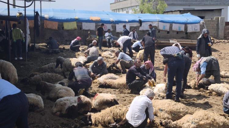 Cudi eteklerinde “Cevezi” bereketi Sabah başladıkları mesai saatlerce sürüyor, herkes işin içine dahil oluyor