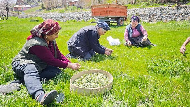 Tek tek jiletle toplanıyor Tezgahta yerini aldı, kilosu 200 TLden satılıyor Bağırsakların en iyi dostu
