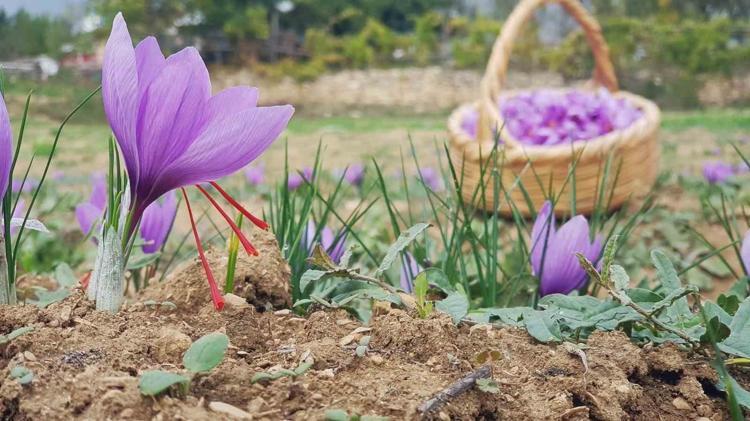 Dünyanın en pahalı bitkisi Türkiyede şahlandı Sadece 5 ilde yetişiyor: Kilosu servet değerinde