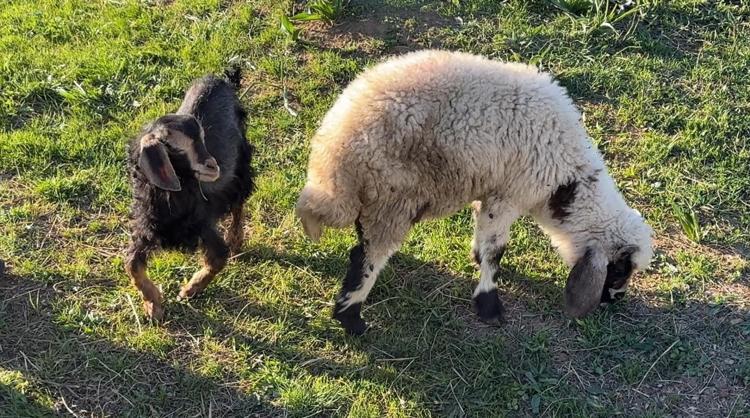 Biberonla besleyip gözü gibi bakıyor Yüksekovalı çiftçinin vefa dersi görenleri duygulandırdı