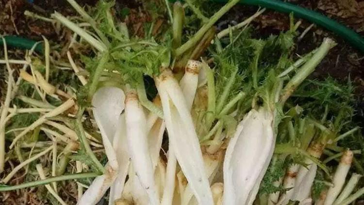 EN LEZZETLİ HALİ KUZU ETLİ Mİ ZEYTİNYAĞLI MI
