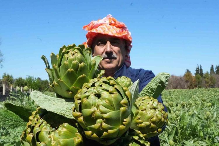 Pazara iner inmez bitiyor Mayıs ayının şifa şampiyonu belli oldu: Karaciğeri pırıl pırıl yapıyor