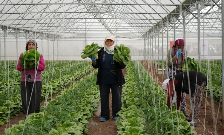 Erzincanda hasadı başladı Çevre illerin sebze ihtiyacını karşılıyor, dünyanın en sağlıklı yeşilliği
