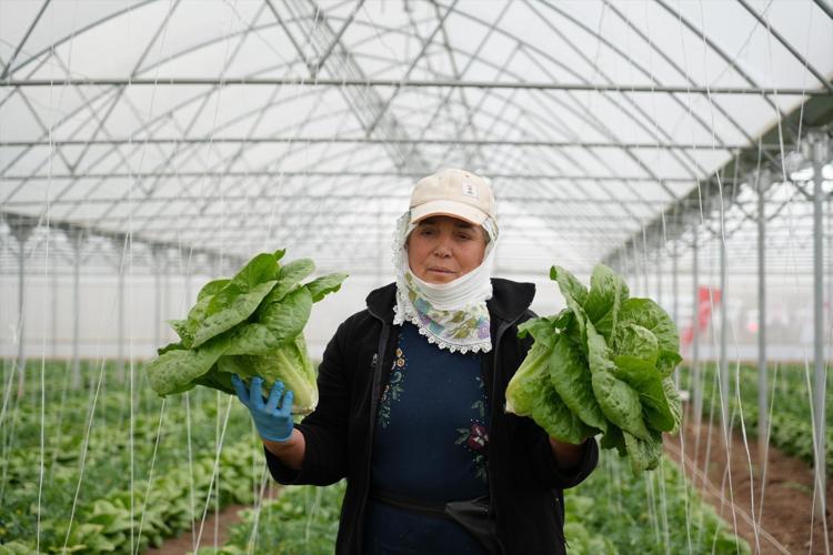 Erzincanda hasadı başladı Çevre illerin sebze ihtiyacını karşılıyor, dünyanın en sağlıklı yeşilliği