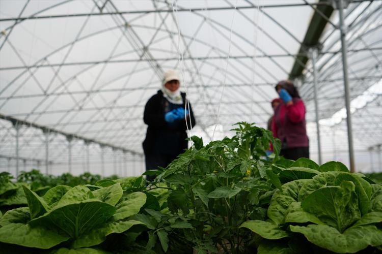 Erzincanda hasadı başladı Çevre illerin sebze ihtiyacını karşılıyor, dünyanın en sağlıklı yeşilliği