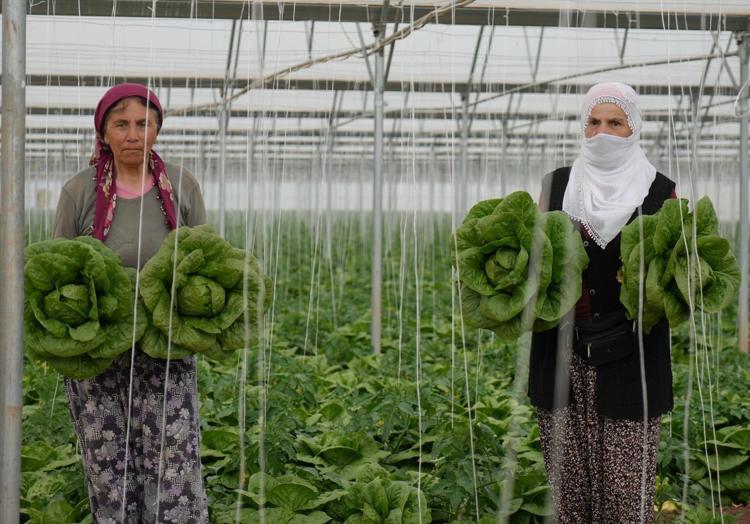 Erzincanda hasadı başladı Çevre illerin sebze ihtiyacını karşılıyor, dünyanın en sağlıklı yeşilliği