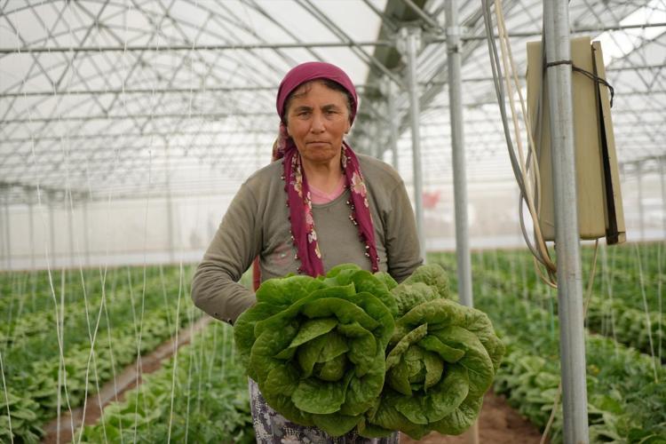 Erzincanda hasadı başladı Çevre illerin sebze ihtiyacını karşılıyor, dünyanın en sağlıklı yeşilliği